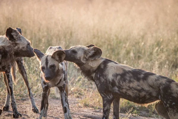 Dos perros salvajes africanos que se unen en la hierba . — Foto de Stock