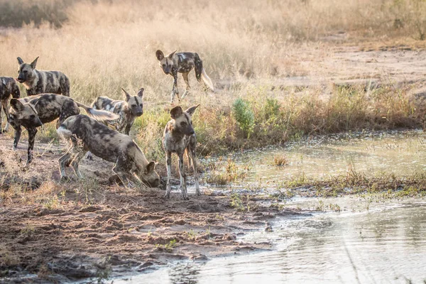 Several African wild dogs next to the water. — Stock Photo, Image