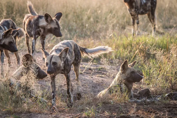 Varios perros salvajes africanos en la hierba . — Foto de Stock
