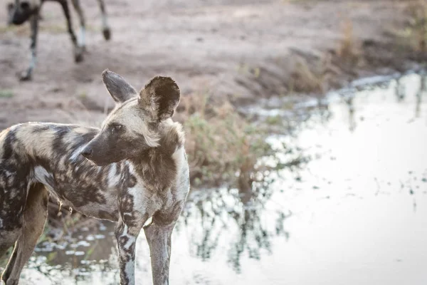 Side profile of an African wild dog. — Stock Photo, Image