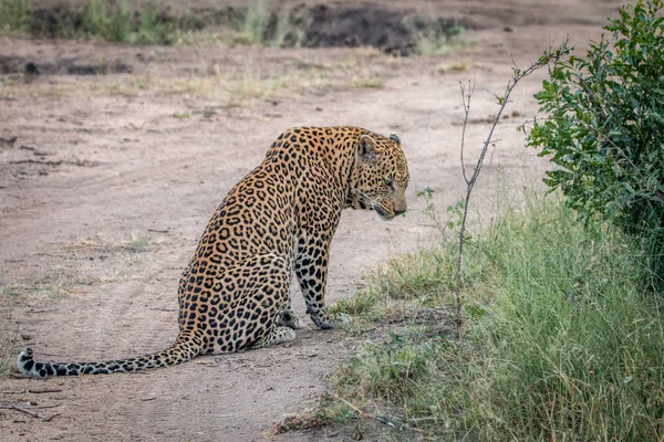 A male Leopard sitting on the road. — Stock Photo, Image