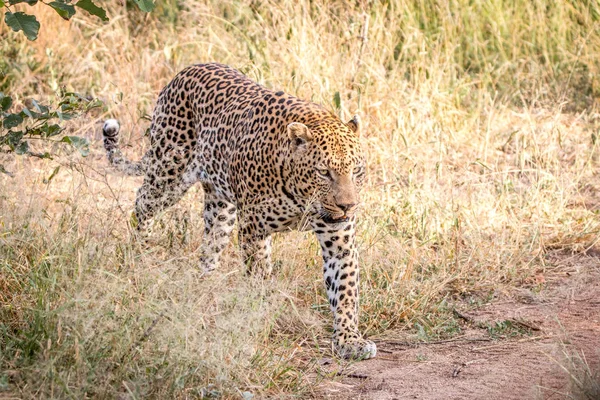 Otların arasında yürüyen bir erkek leopar. — Stok fotoğraf