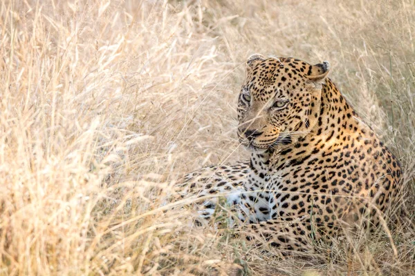 Otların arasında oturan bir erkek leopar. — Stok fotoğraf