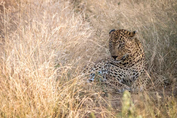 Otların arasında oturan bir erkek leopar. — Stok fotoğraf