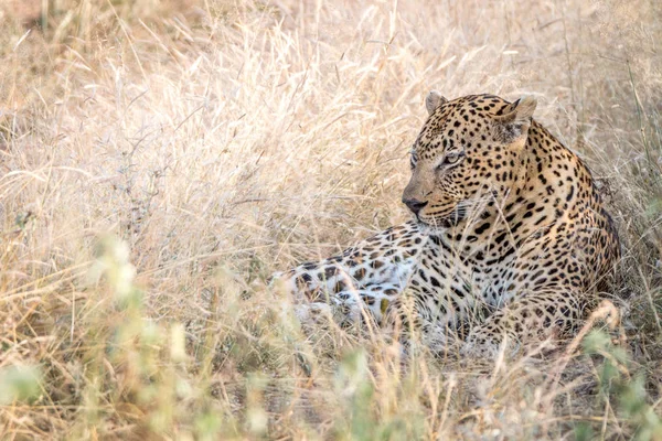 Ein männlicher Leopard ruht im Gras. — Stockfoto