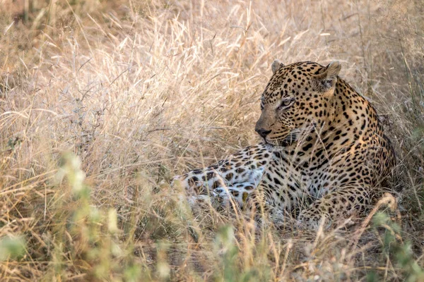 Ένα αρσενικό Leopard αναπαύεται στο γρασίδι. — Φωτογραφία Αρχείου