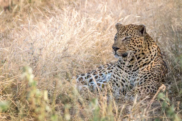 Un leopardo macho descansando en la hierba . — Foto de Stock