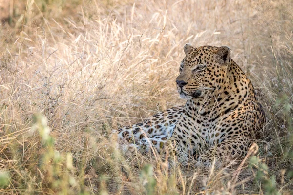 En manlig Leopard vilar i gräset. — Stockfoto