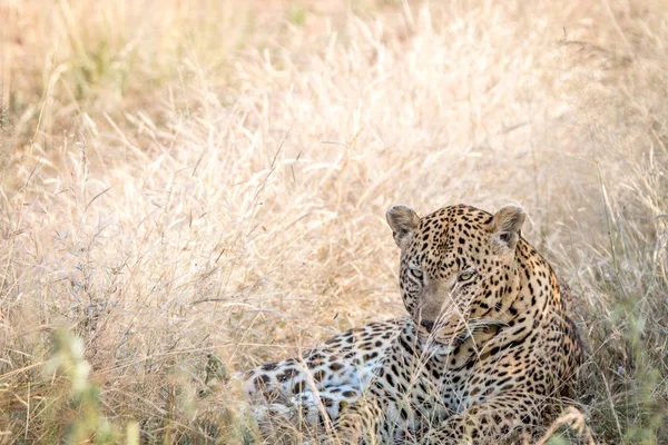 Otların arasında oturan bir erkek leopar. — Stok fotoğraf