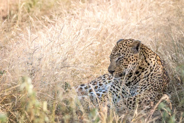 Um leopardo macho descansando na grama . — Fotografia de Stock