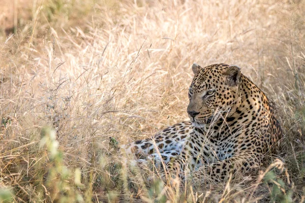 Een mannelijke luipaard rusten in het gras. — Stockfoto