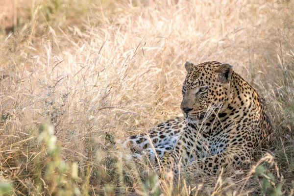 Ein männlicher Leopard ruht im Gras. — Stockfoto