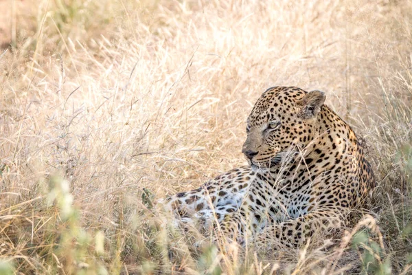 Otların arasında oturan bir erkek leopar. — Stok fotoğraf