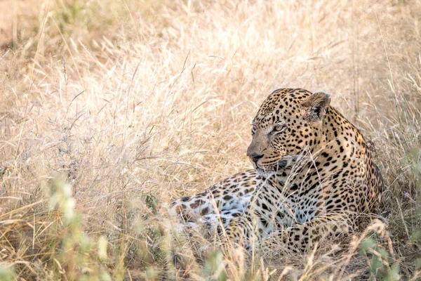 Otların arasında oturan bir erkek leopar. — Stok fotoğraf