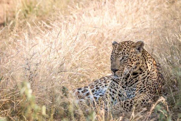 Un leopardo macho descansando en la hierba . — Foto de Stock