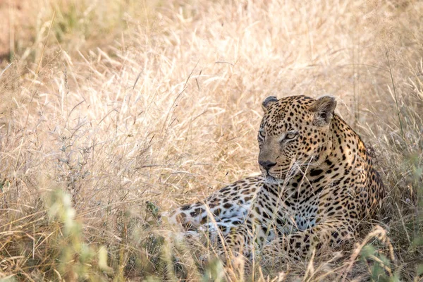 En manlig Leopard vilar i gräset. — Stockfoto