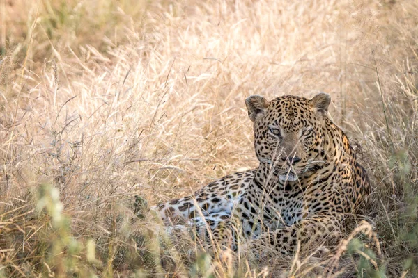 En manlig Leopard vilar i gräset. — Stockfoto