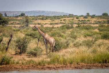 Baraj doğru yürüyen bir zürafa.