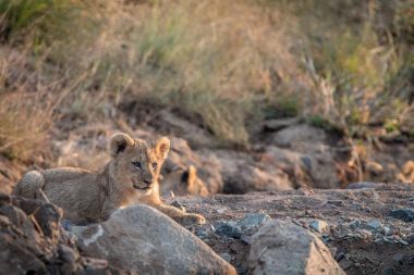 Aslan yavrularını buzlu döşeme.