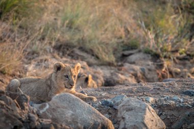 Aslan yavrularını buzlu döşeme.