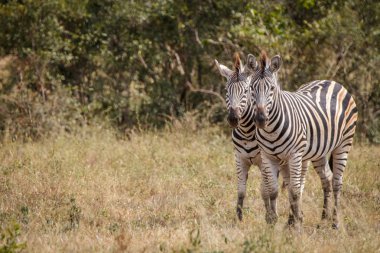 İki zebralar otların arasında bağ.