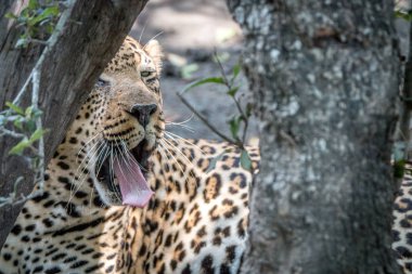 Bir ağacın arkasına esneme bir erkek leopar.