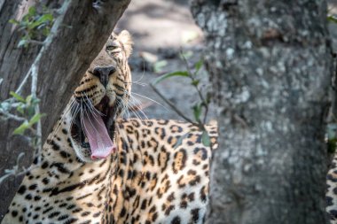 Bir ağacın arkasına esneme bir erkek leopar.