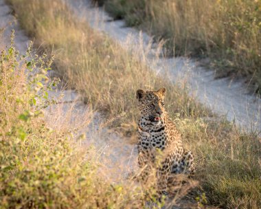Bir leopar yolda rahatlatıcı.