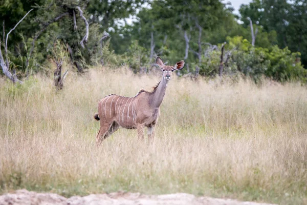 Un Kudu mirando alrededor en la hierba . —  Fotos de Stock