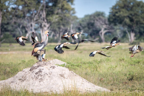 Серый коронный кран на термитном кургане
.