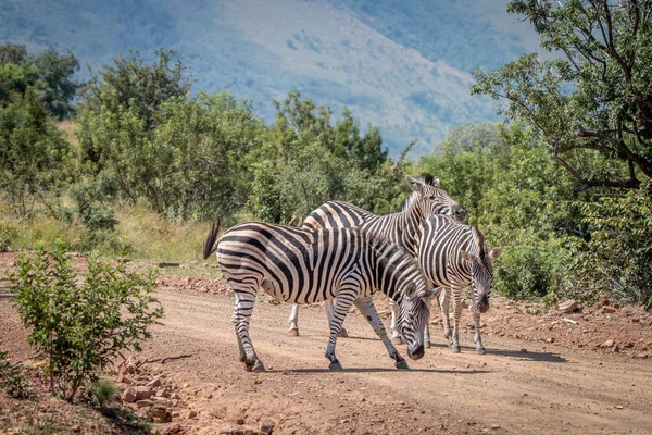 Diverse Zebra's spelen op de weg. — Stockfoto