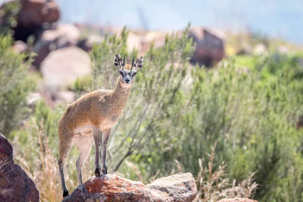 바위 위에 Klipspringer. — 스톡 사진