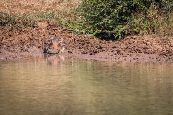 멧돼지는 물 옆에 편안한. — 스톡 사진