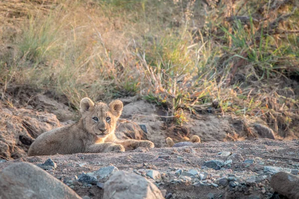 Lion cubs laying on the rocks. — Stock Photo, Image