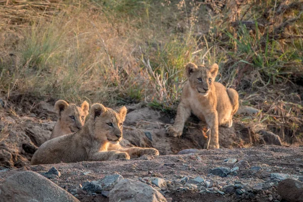 Lion cubs laying on the rocks. — Stock Photo, Image