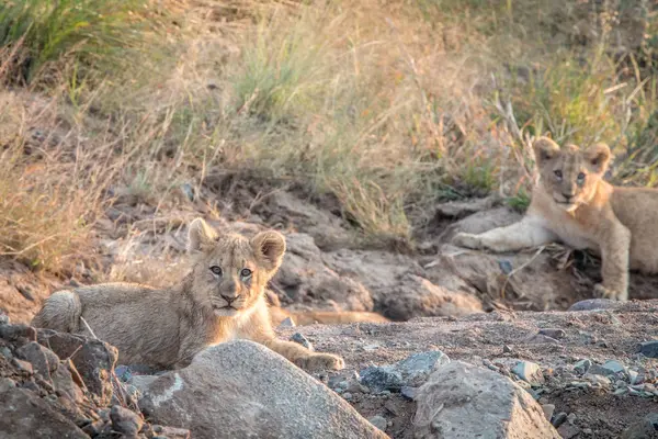 Lion cubs laying on the rocks. — Stock Photo, Image