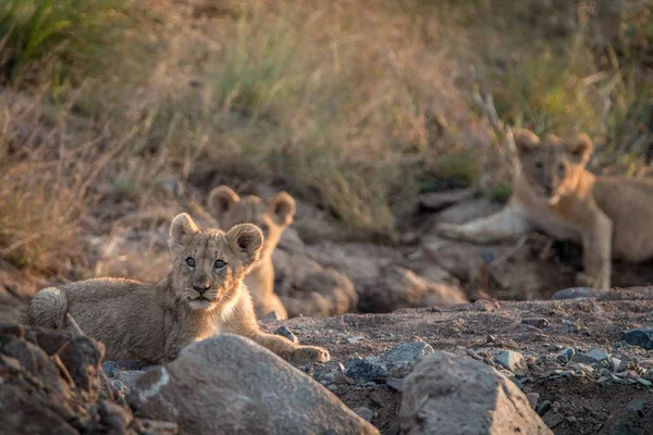 Lion cubs laying on the rocks. — Stock Photo, Image