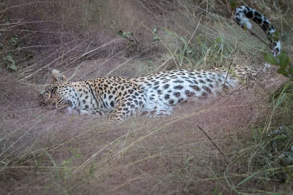 Una hembra de leopardo tendida en la hierba . —  Fotos de Stock