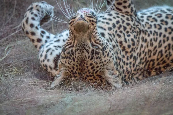 Ženské Leopard, kterým se v trávě. — Stock fotografie