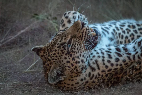 Uma fêmea Leopardo deitado na grama . — Fotografia de Stock