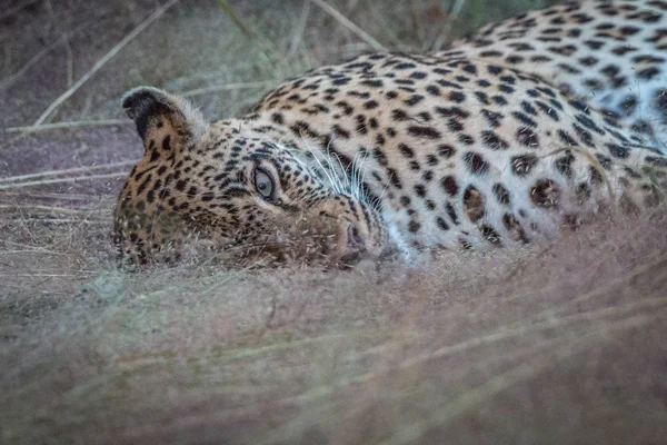 Самка леопарда лежит в траве . — стоковое фото