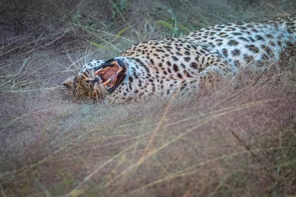 Μια γυναίκα λεοπάρδαλη τοποθέτηση στο γρασίδι. — Φωτογραφία Αρχείου