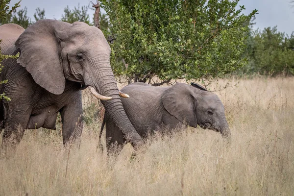 Dos elefantes caminando en la hierba . — Foto de Stock