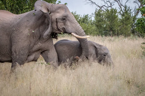 Due elefanti che camminano nell'erba . — Foto Stock