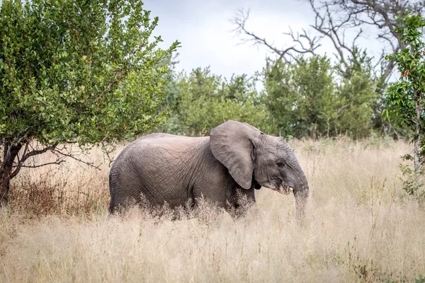 Un elefante caminando en la hierba . — Foto de Stock