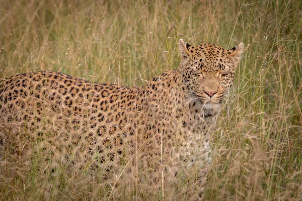 Otların arasında yürüyen bir leopar. — Stok fotoğraf