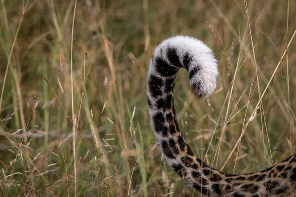 Το τελικό μέρος της ουράς του Leopard. — Φωτογραφία Αρχείου