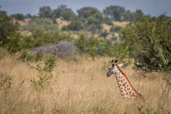 Una giraffa rilassante nell'erba . — Foto Stock