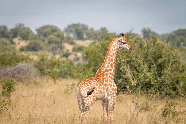 Una jirafa caminando en la hierba . — Foto de Stock