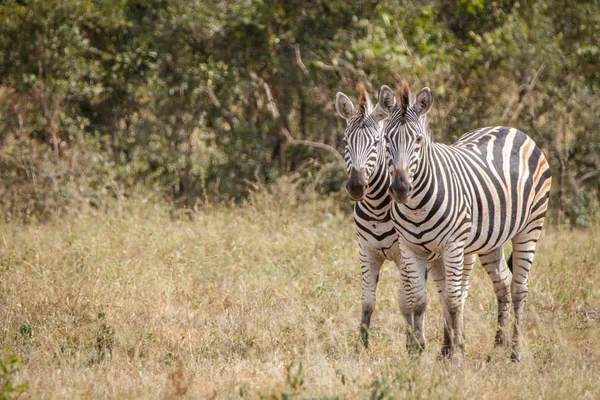 Zwei Zebras kleben im Gras. — Stockfoto